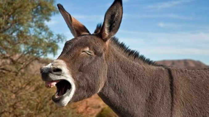 Magareće godine DOMACI KOLACI